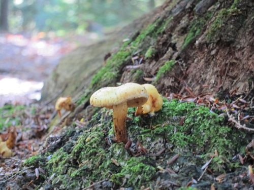 mushroom closeup